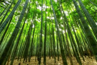 bamboo